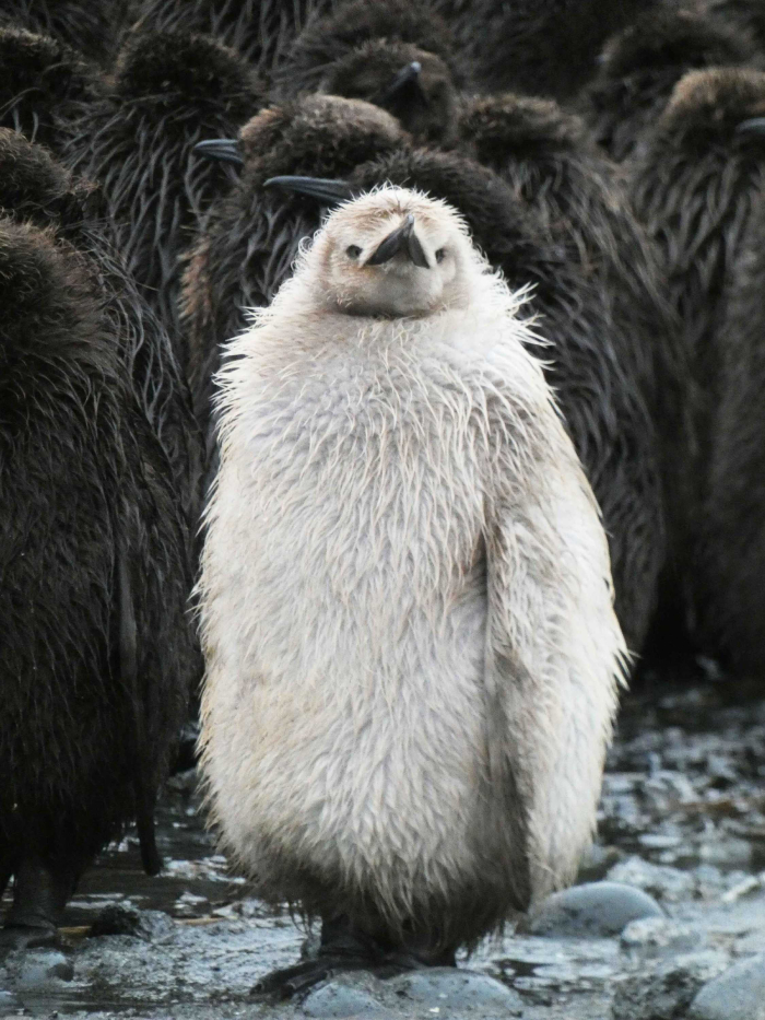 The pale king penguin found on Macquarie Island.