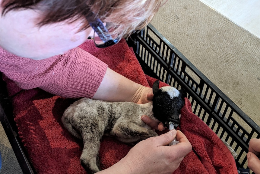Midwife Sarah Polnher holds tiny lamb with one hand and uses a syringe to feed him colostrum