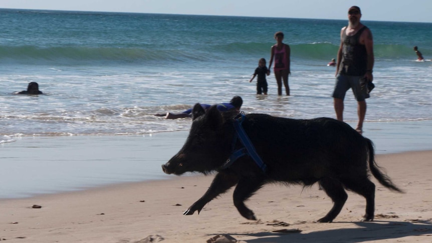 Bacon enjoys a run along Christies Beach.