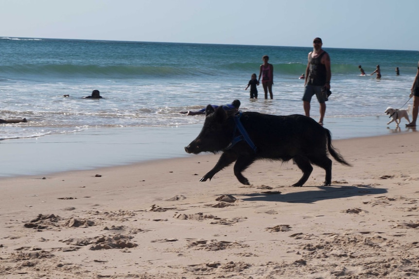 Bacon enjoys a run along Christies Beach.