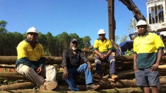 Several Tiwi workers sit on harvest trees on Melville Island.