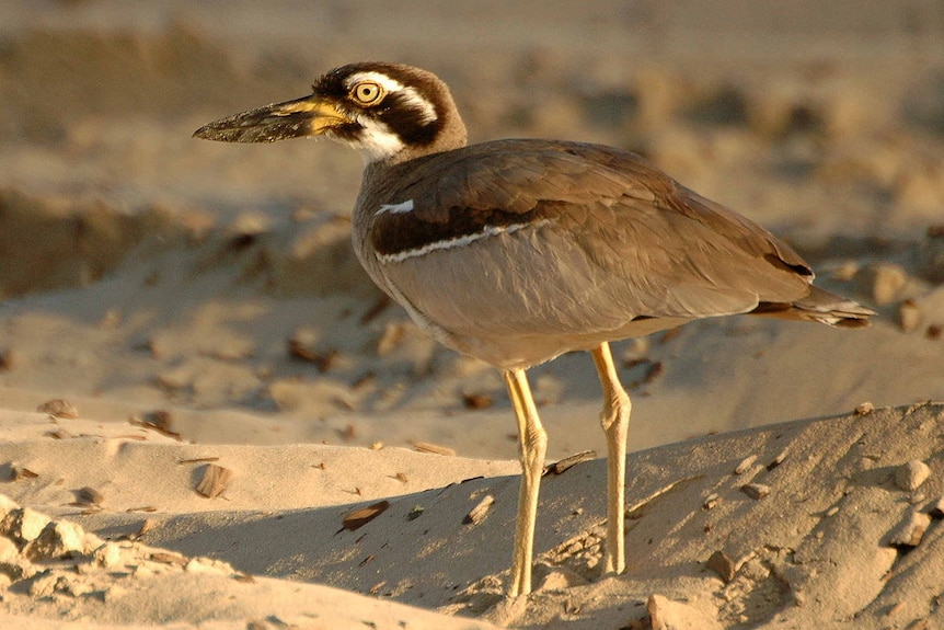 A beach stone curlew on a beach.