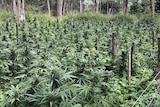 cannabis crop surrounded by bush land