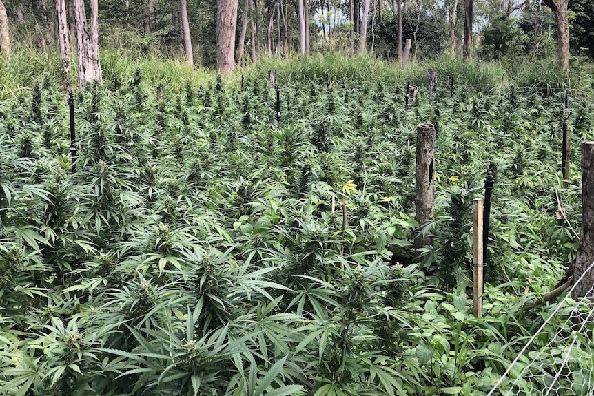 A large crop of cannabis surrounded by bushland.