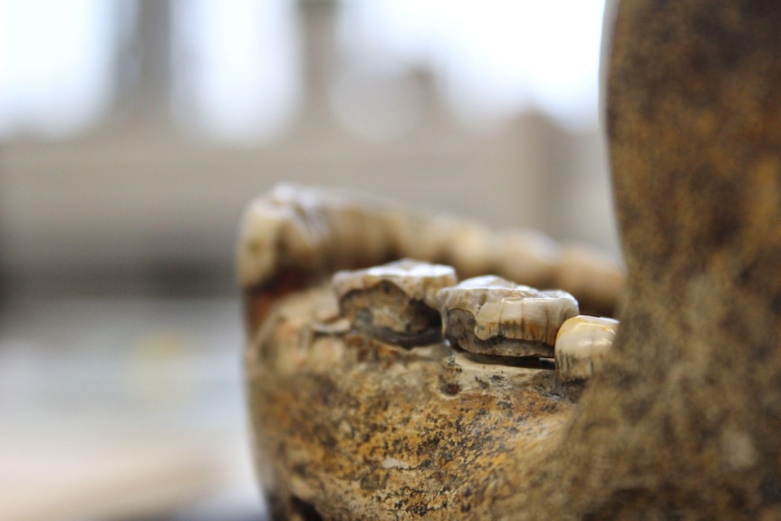 A close up of the left side of the jaw showing aged large teeth set in a thick jaw