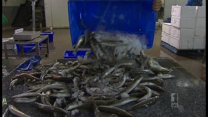 Fish market move to drive up prices