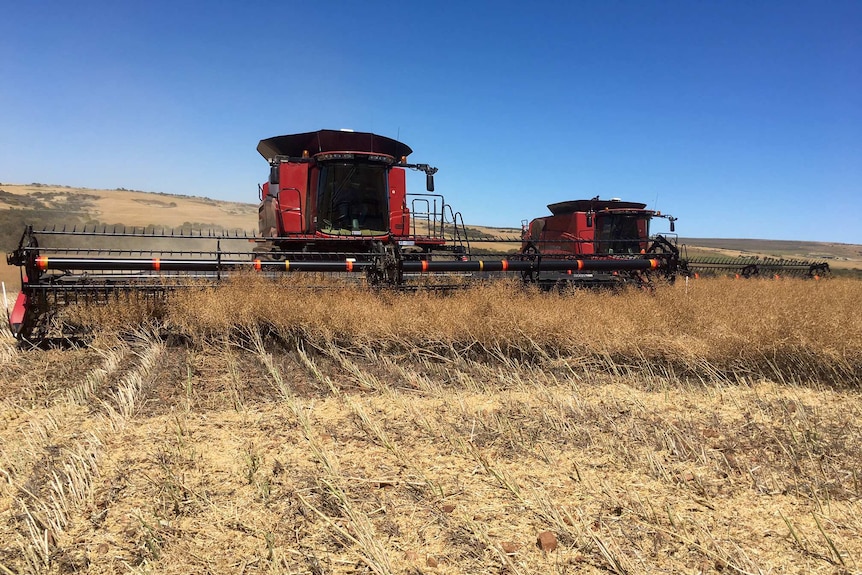 A harvester runs over a canola crop under a blue sky.