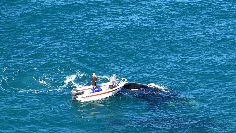 The court heard one whale's tail made contact with the small boat.