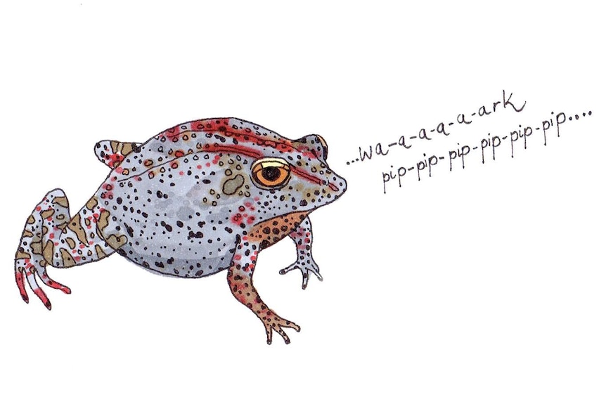 A small spotted brown frog calling "Wa-a-a-a-a-ark pip-pip-pip-pip-pip-pip..."