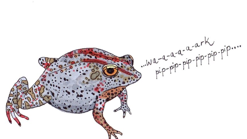 A small spotted brown frog calling "Wa-a-a-a-a-ark pip-pip-pip-pip-pip-pip..."