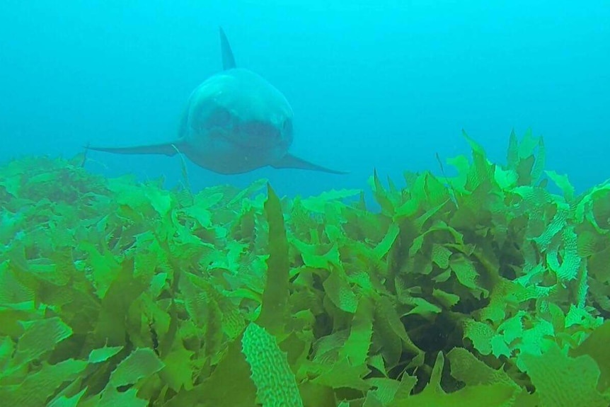 A white shark swims towards the camera, over vibrant green weed