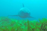 A white shark swims towards the camera, over vibrant green weed