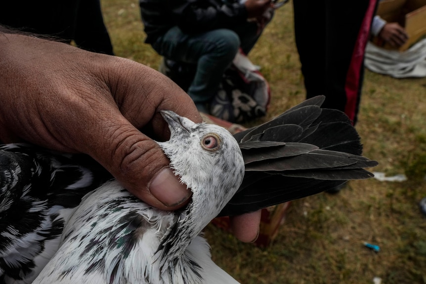 A mans hand holding a grey and white pigeon around the neck, lifting some feathers.