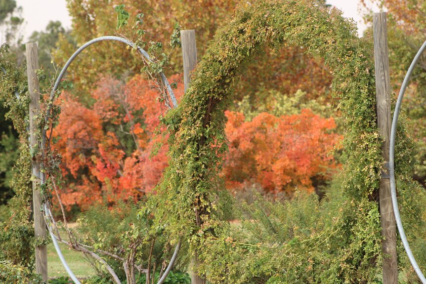 orange leaves is the background with a ring of green leaves in the foreground of a plant in a garden