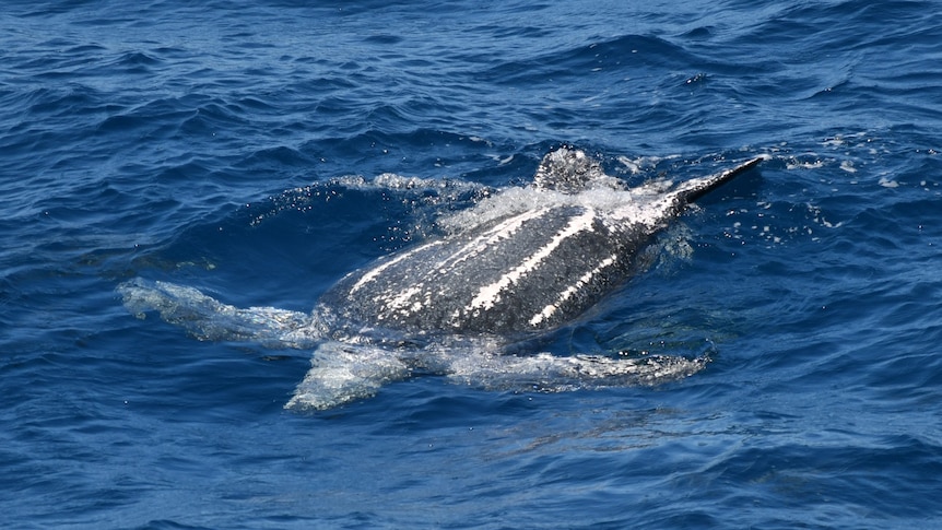 dark grey turtle floating upside down in deep blue ocean