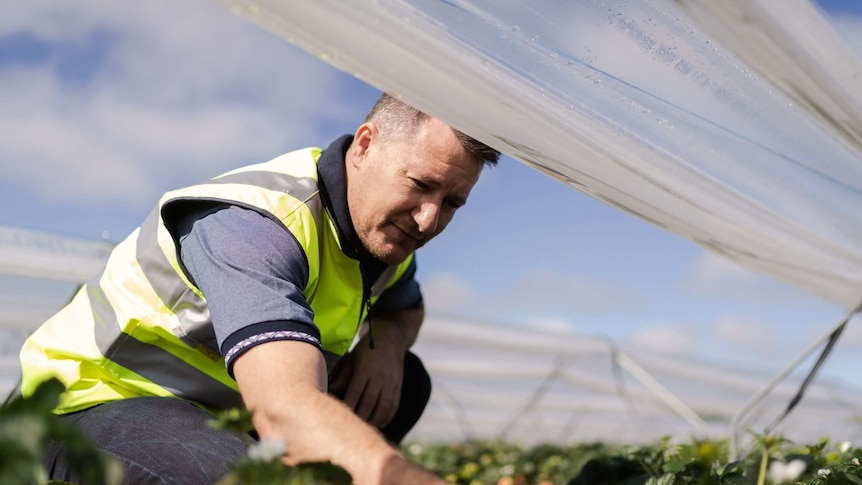 A man looks at strawberries growing under plastic