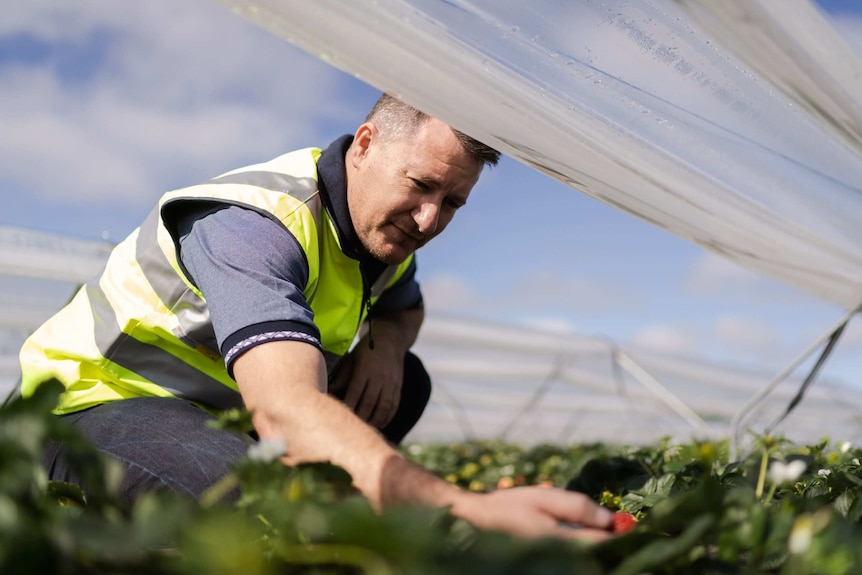 A man looks at strawberries growing under plastic. He is wearing a hi-vis vest and blue-grey T-shirt underneath it