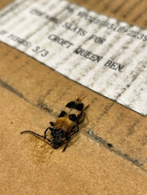 A beetle with long antennae and a yellow and black back.