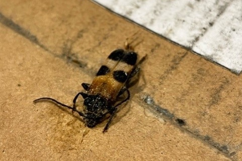 A beetle with long antennae and a yellow and black back.