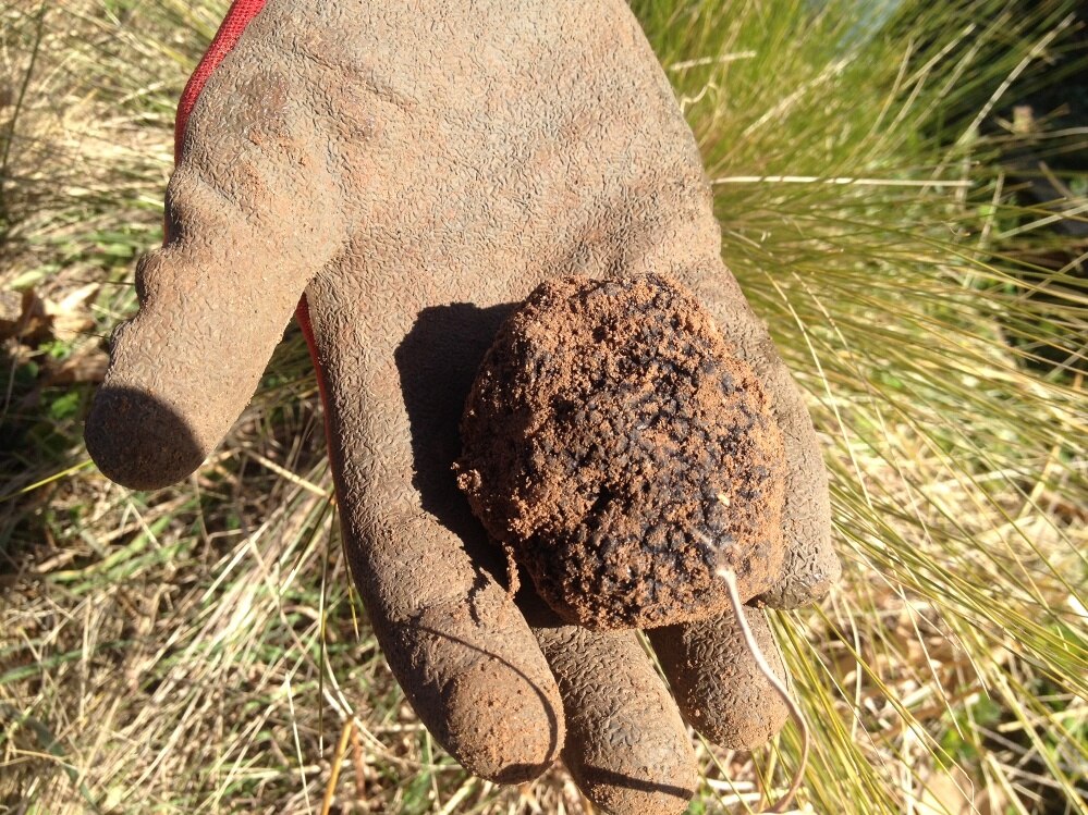 Truffle hunting the art and the science of training dogs to find