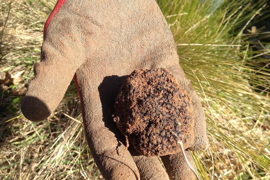 Truffle hunter Teneka Bailey finds a healthy-sized truffle near Bathurst, central west NSW, coming to a dinner plate near you.