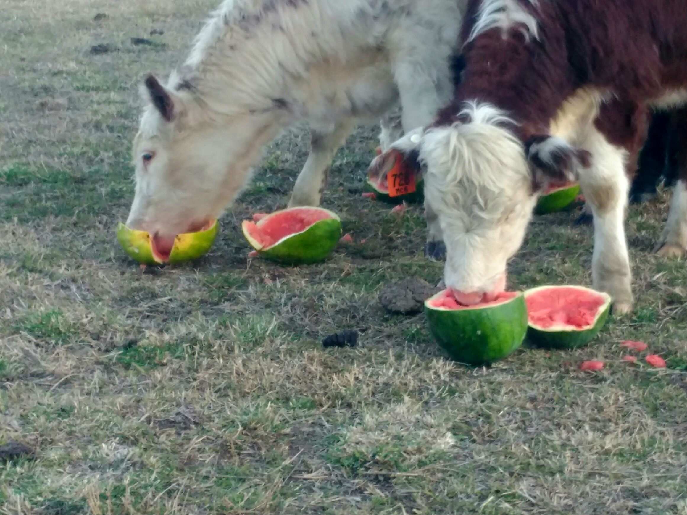Can Cows Eat Watermelon? Mooing Over Melons Animal Hype