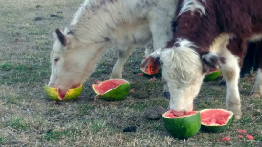 The cows tucking into the watermelon