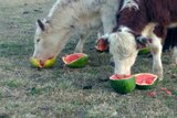 The cows tucking into the watermelon