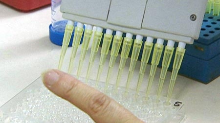 Inquiry ... a Senate committee is looking into two bills on therapeutic cloning. (file photo)