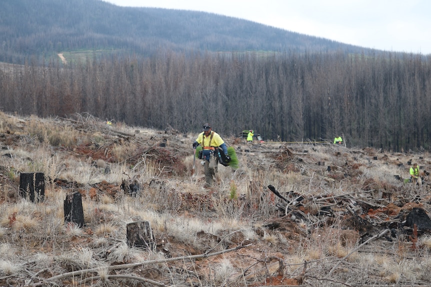 A man walks along planting pine seedlings in a fire damaged forest