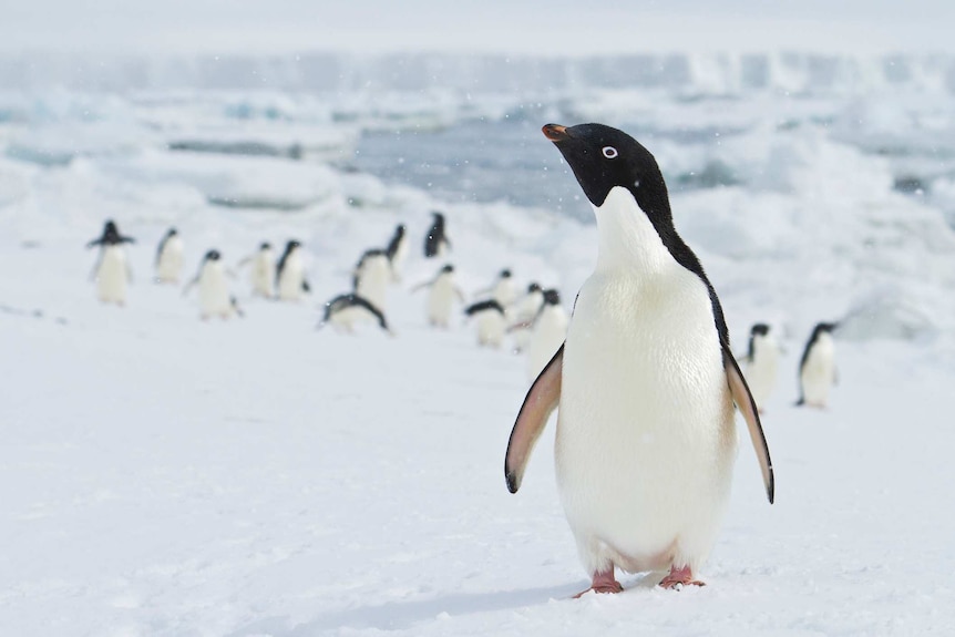 Penguin and colony in background on icy landscape.