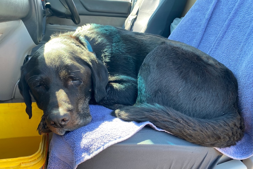 a dusty, black dog looking poorly, sitting on the back seat of a car with a blue towel beneath him and a bucket in front