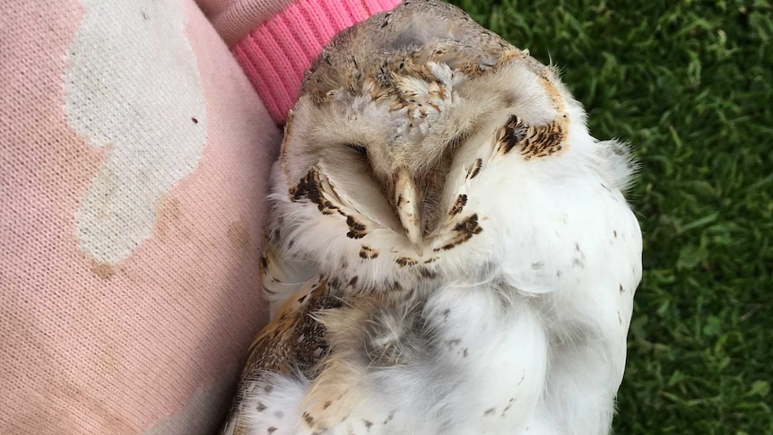 Close up on a sick or dying owl being held in a young girl's hands.
