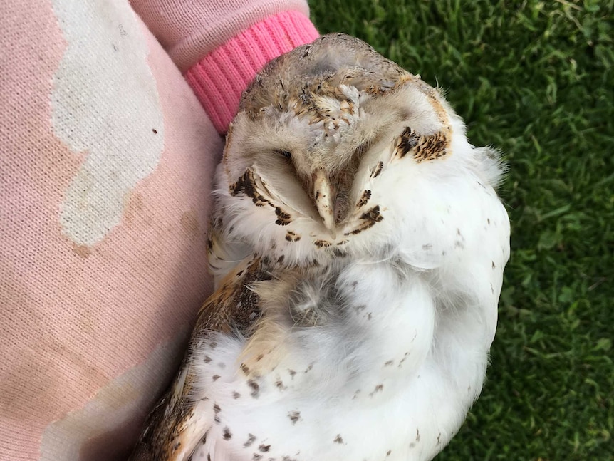 Close up on a sick or dying owl being held in a young girl's hands.