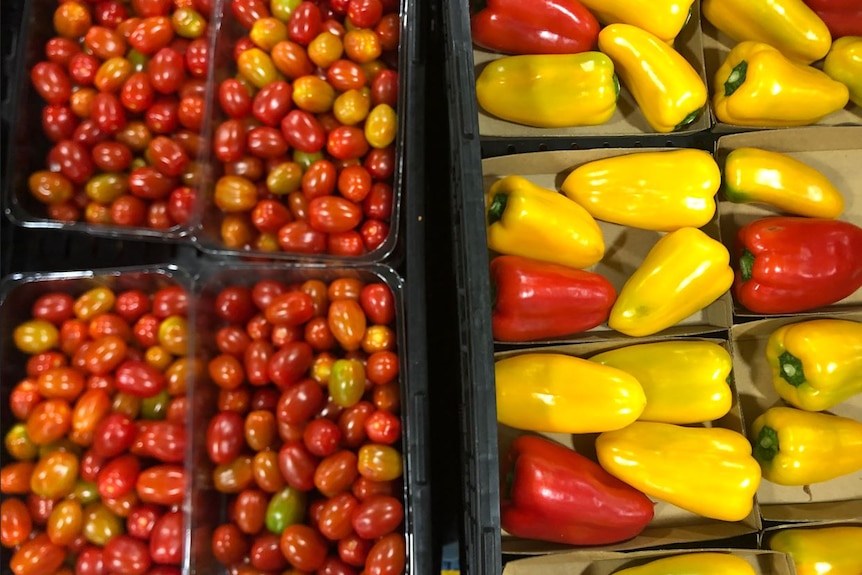 Photo of tiny tomatoes in a box.