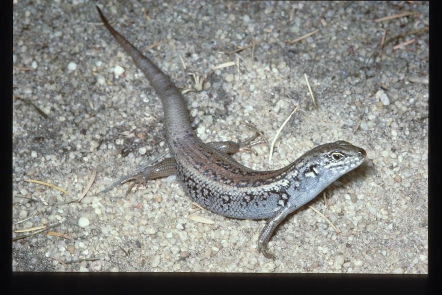 A skink on the gravel.