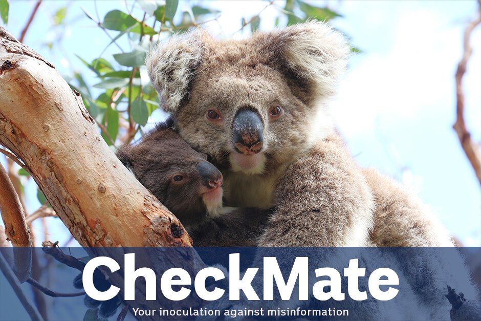 A koala with joey on a tree branch. A blue transparent banner is present underneath with white script. It says CHECKMATE 