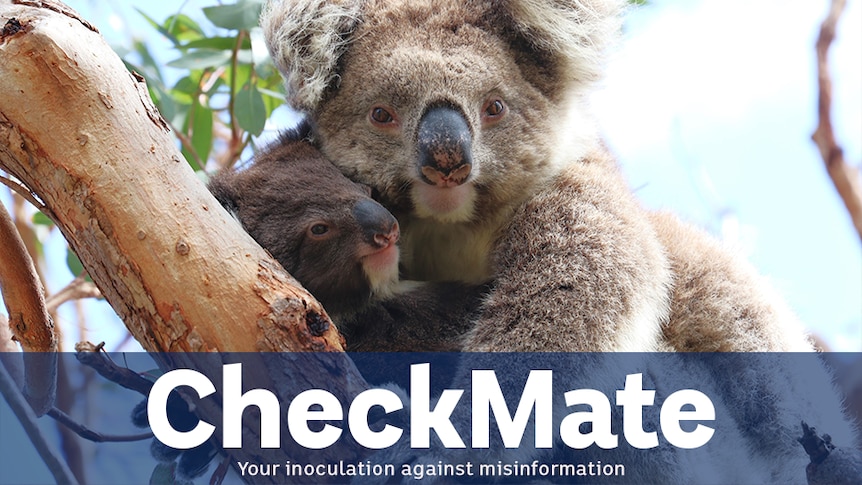 A koala with joey on a tree branch. A blue transparent banner is present underneath with white script. It says CHECKMATE 
