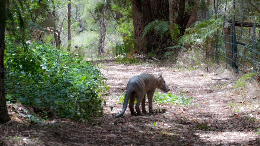 a model marsupial in the forest
