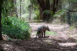 a model marsupial in the forest