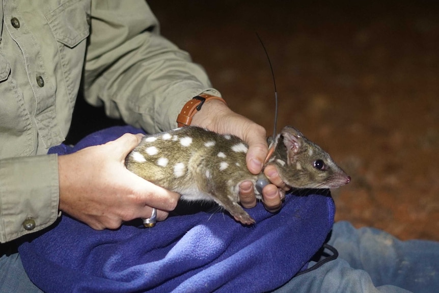 A light brown marsupial with white spots and a pointed nose wears a collar with a radio transmitter on its collar.