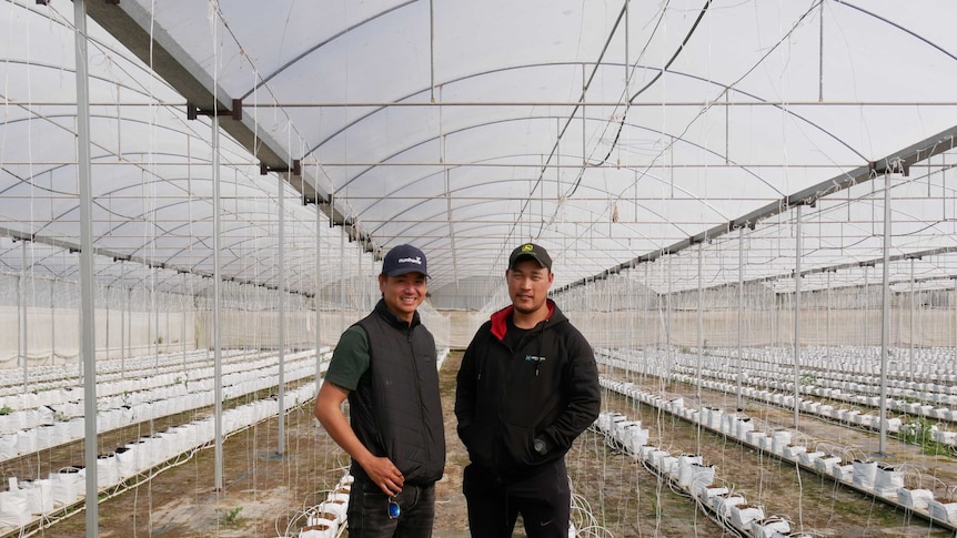 Two men stand in a enclosed structure with crops growing out of bags on the ground.