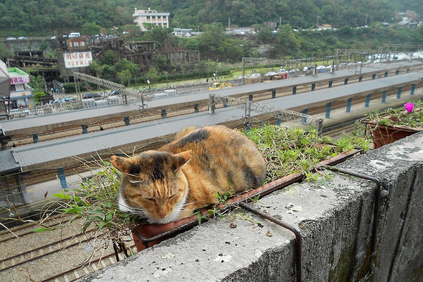 Cat tourism: Houtong kitty