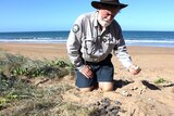 Department of Environment and Heritage Protection Chief Scientist Dr Col Limpus pulls dead turtles from an uncovered nest.