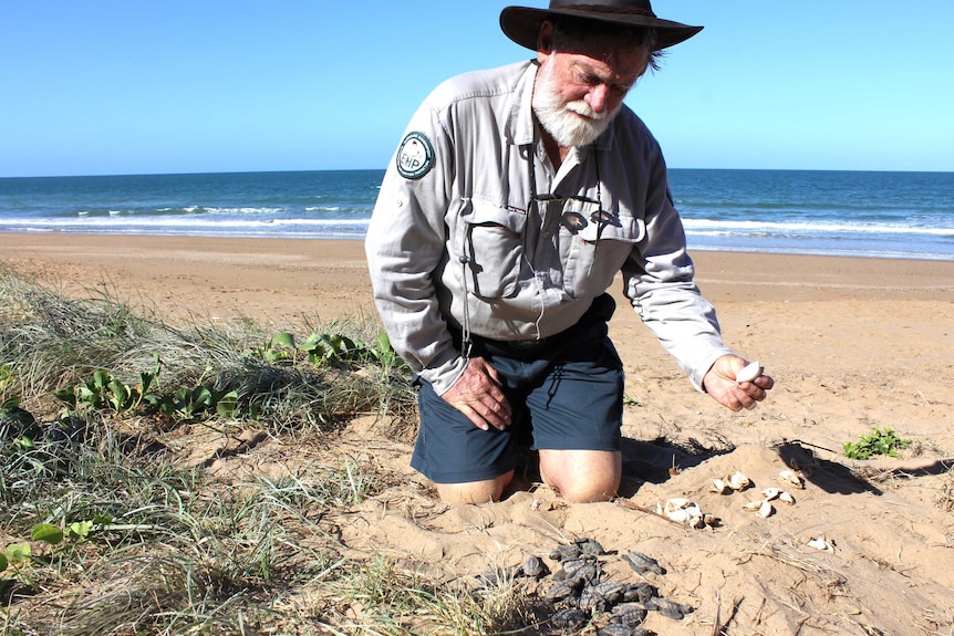 Department of Environment and Heritage Protection Chief Scientist Dr Col Limpus pulls dead turtles from an uncovered nest.