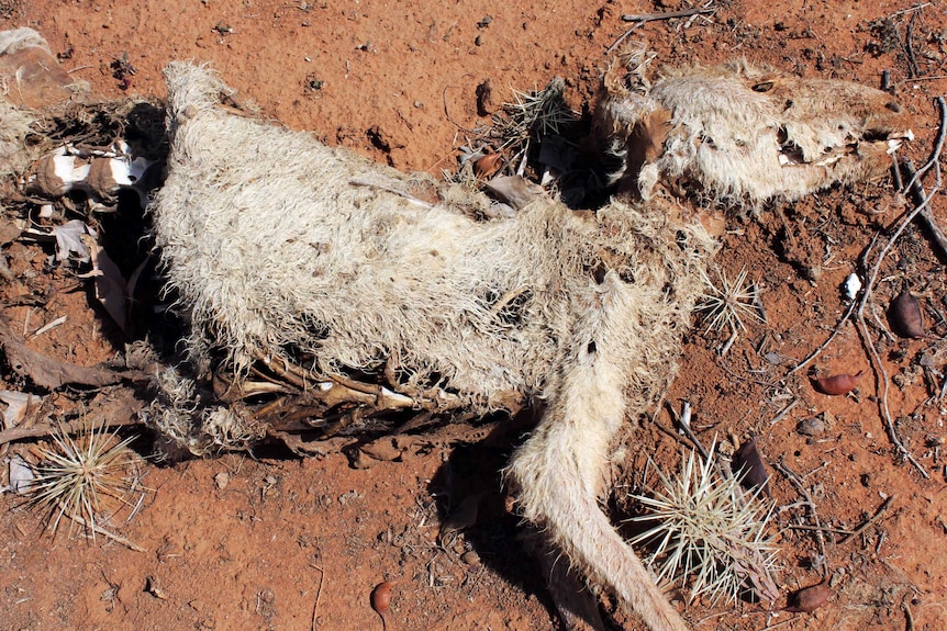 A confronting image of a decomposed body of a kangaroo in red soil with the lower half missing.