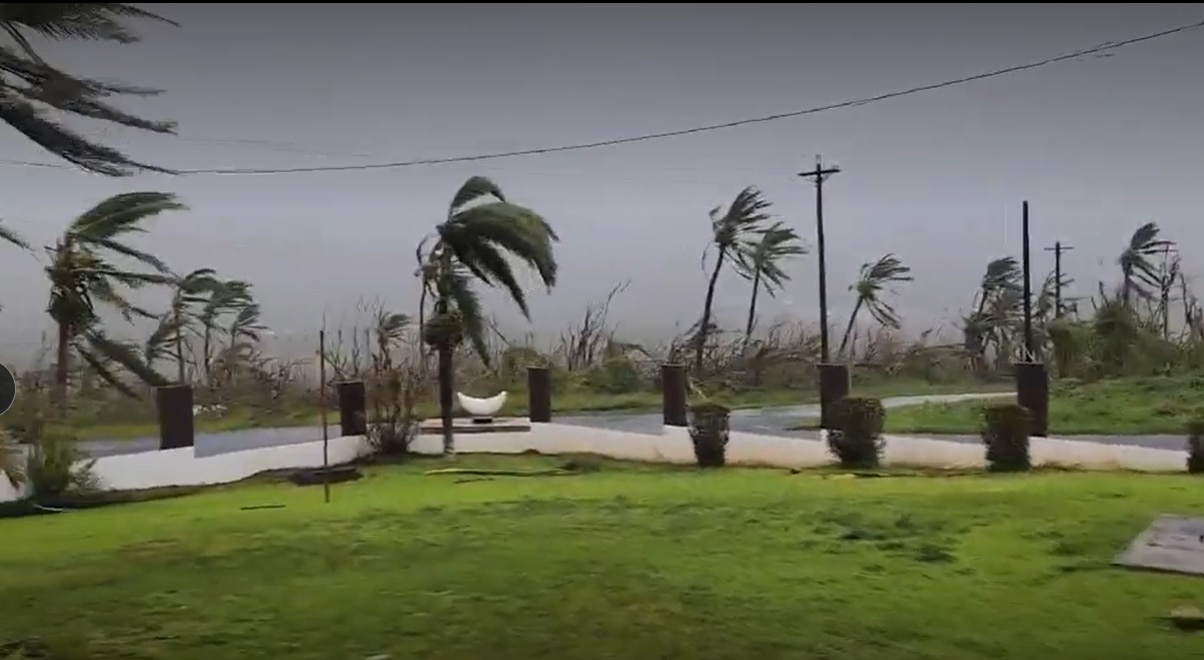 palm trees on side from wind.