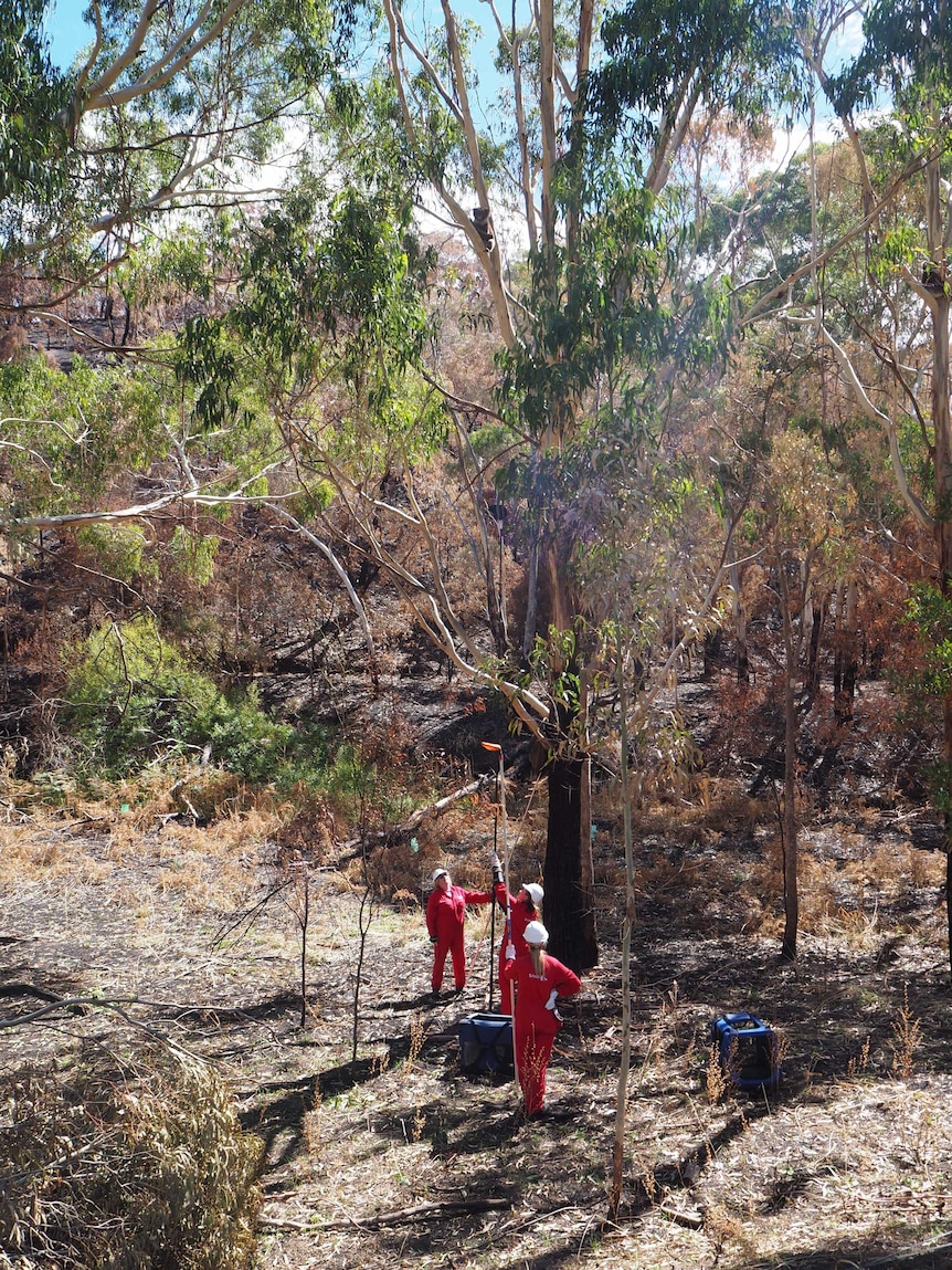 A koala sits high in a tree above three women in red overalls preparing to lift paddles
