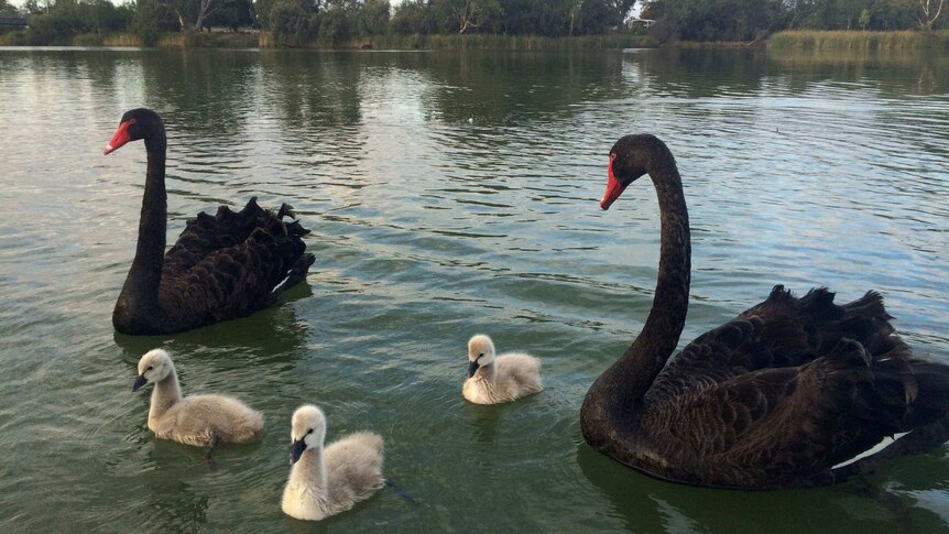 Water level view of black swans and their signets swimming close to the shore of a river.