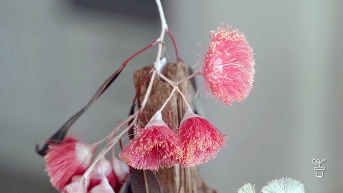 Hand made pink eucalyptus flowers and branch made from thread and fibres